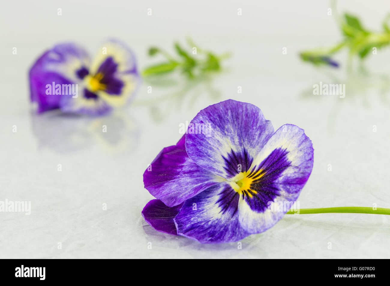 Fresh Violet Fresh violet flowers on white fabric Stock Photo - Alamy
