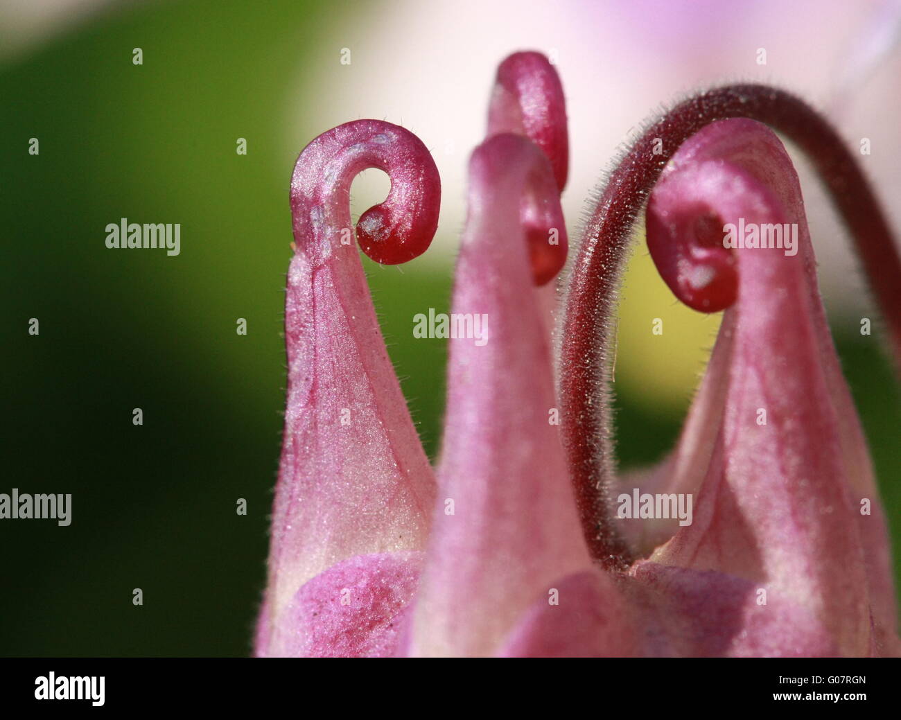Columbine flower detail Stock Photo