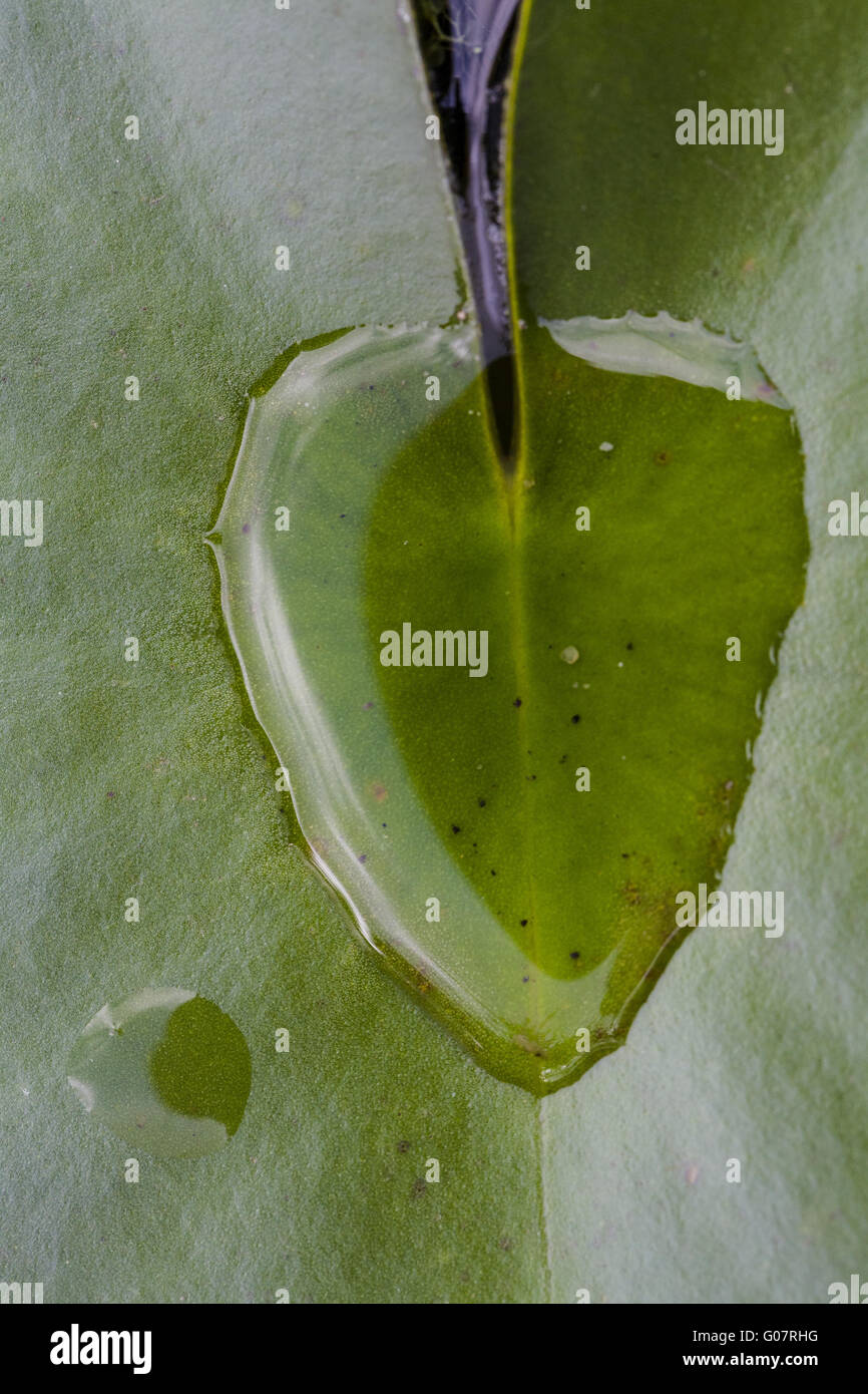 Heart shaped water drop on a water lily leaf (Nymp Stock Photo