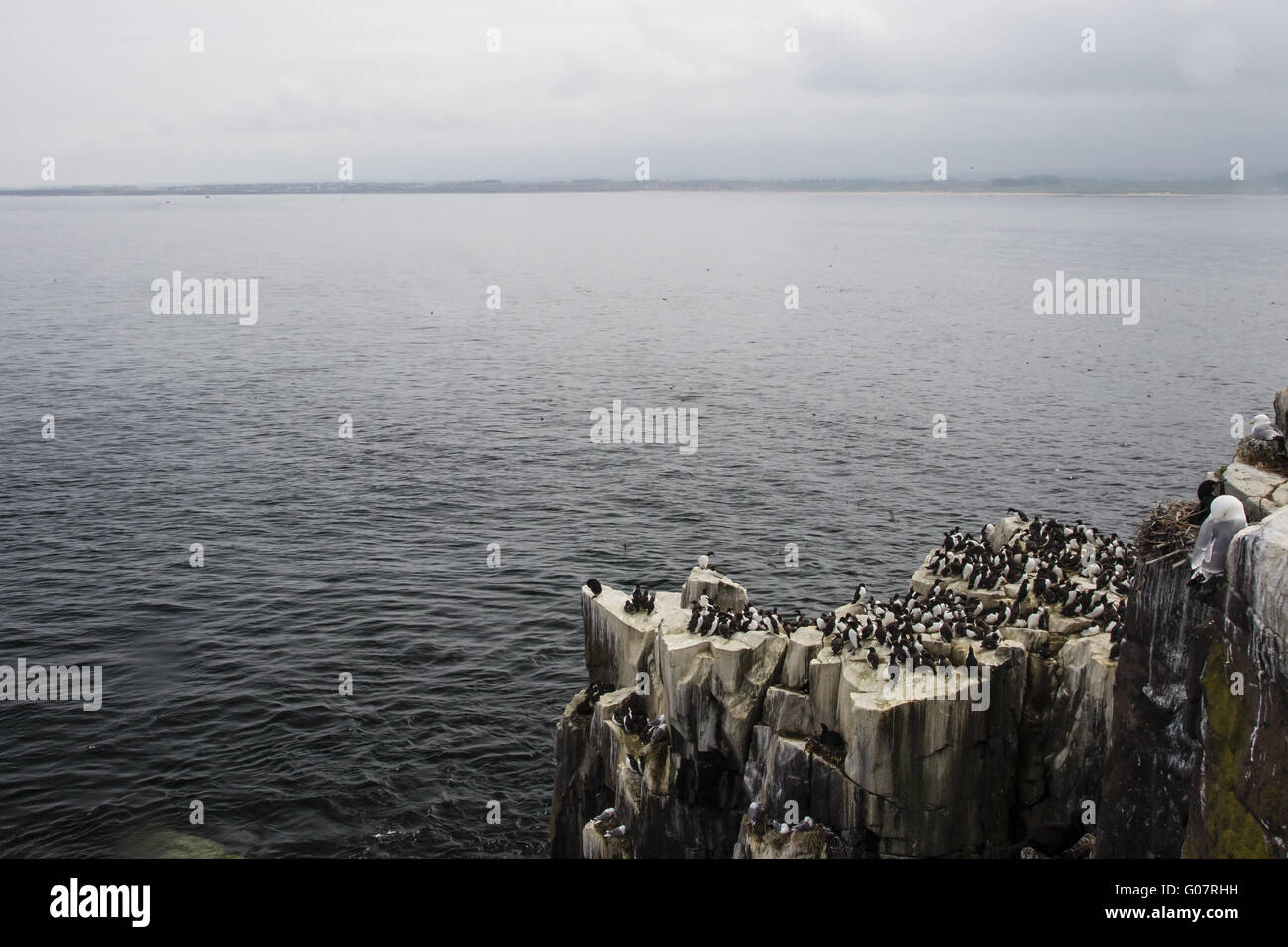 oastal landscape on the Farne Islands in the North Stock Photo