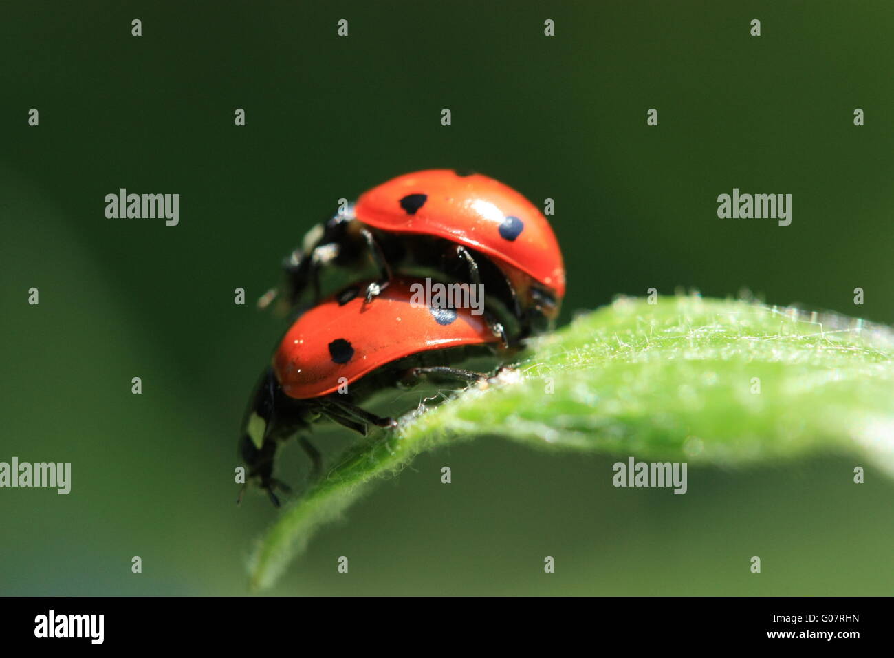 Two ladybugs mating Stock Photo
