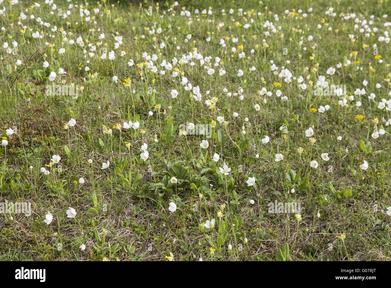 Large Anemone (Anemone sylvestris) on the scenery Stock Photo