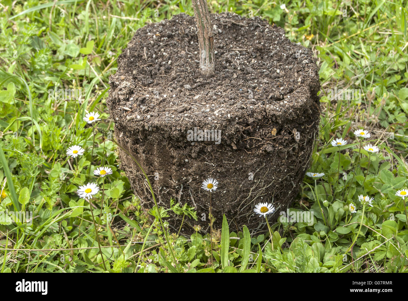 Plant with exposed roots and soil on rural backgro Stock Photo - Alamy