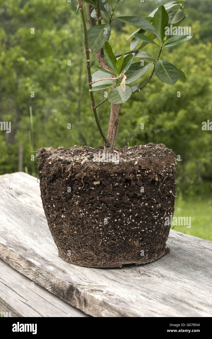 Plant with exposed roots and soil on rural backgro Stock Photo - Alamy