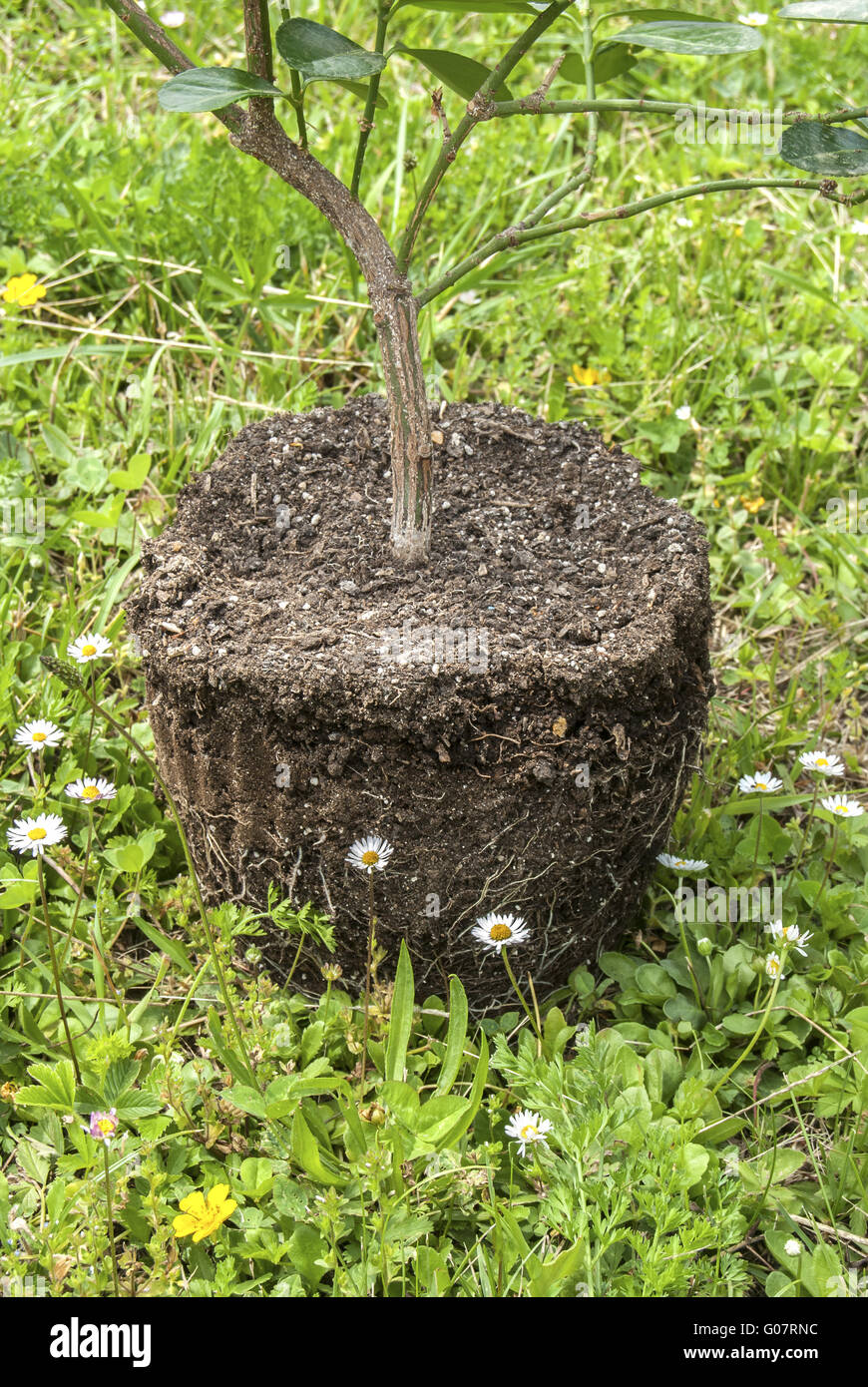 Plant with exposed roots and soil on rural backgro Stock Photo - Alamy