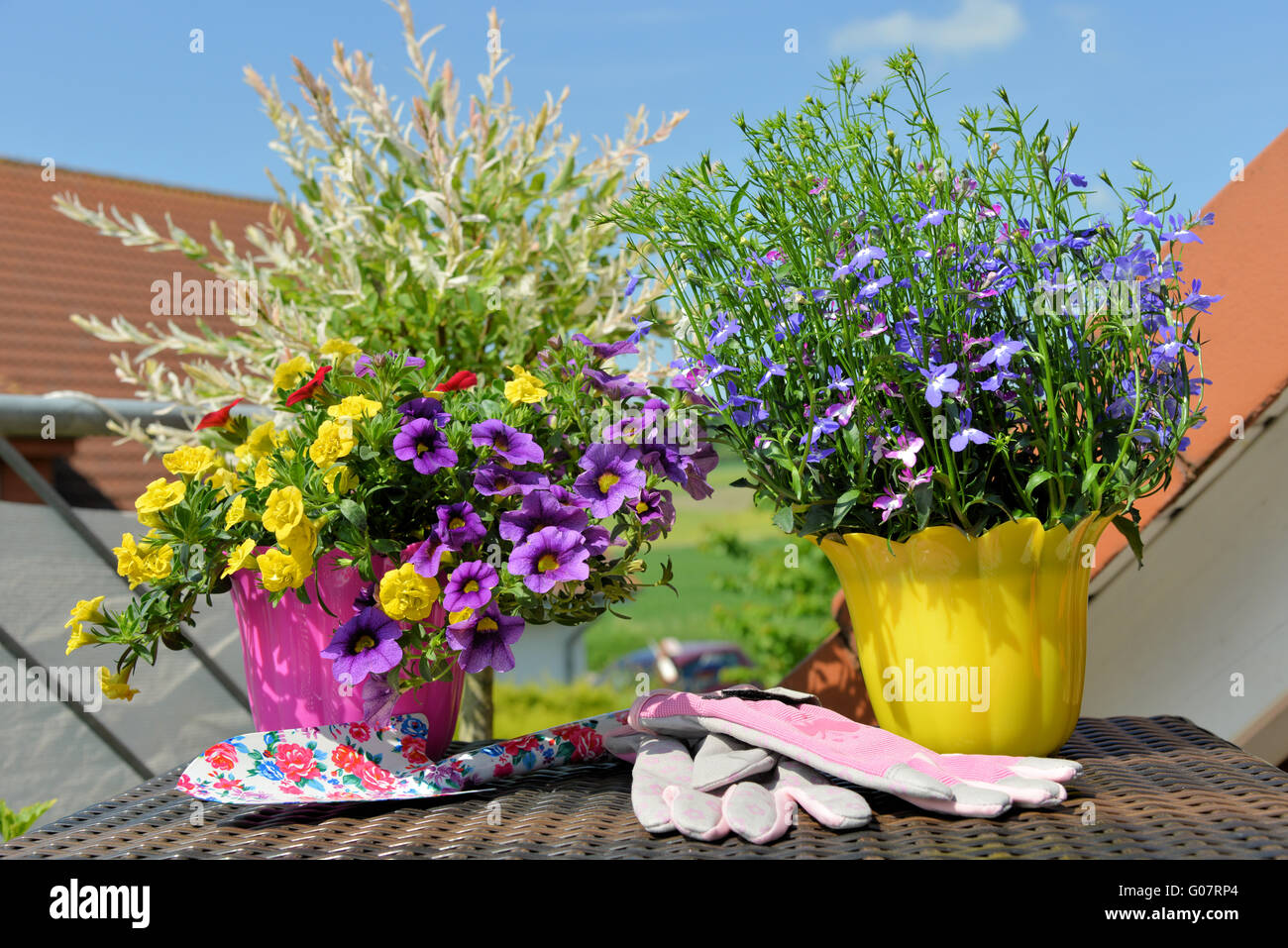 summer flowers in pots on the balcony Stock Photo