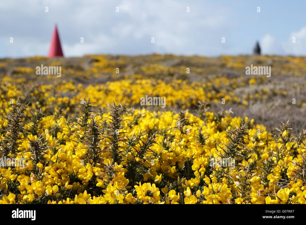Gorse with Day Marks Stock Photo
