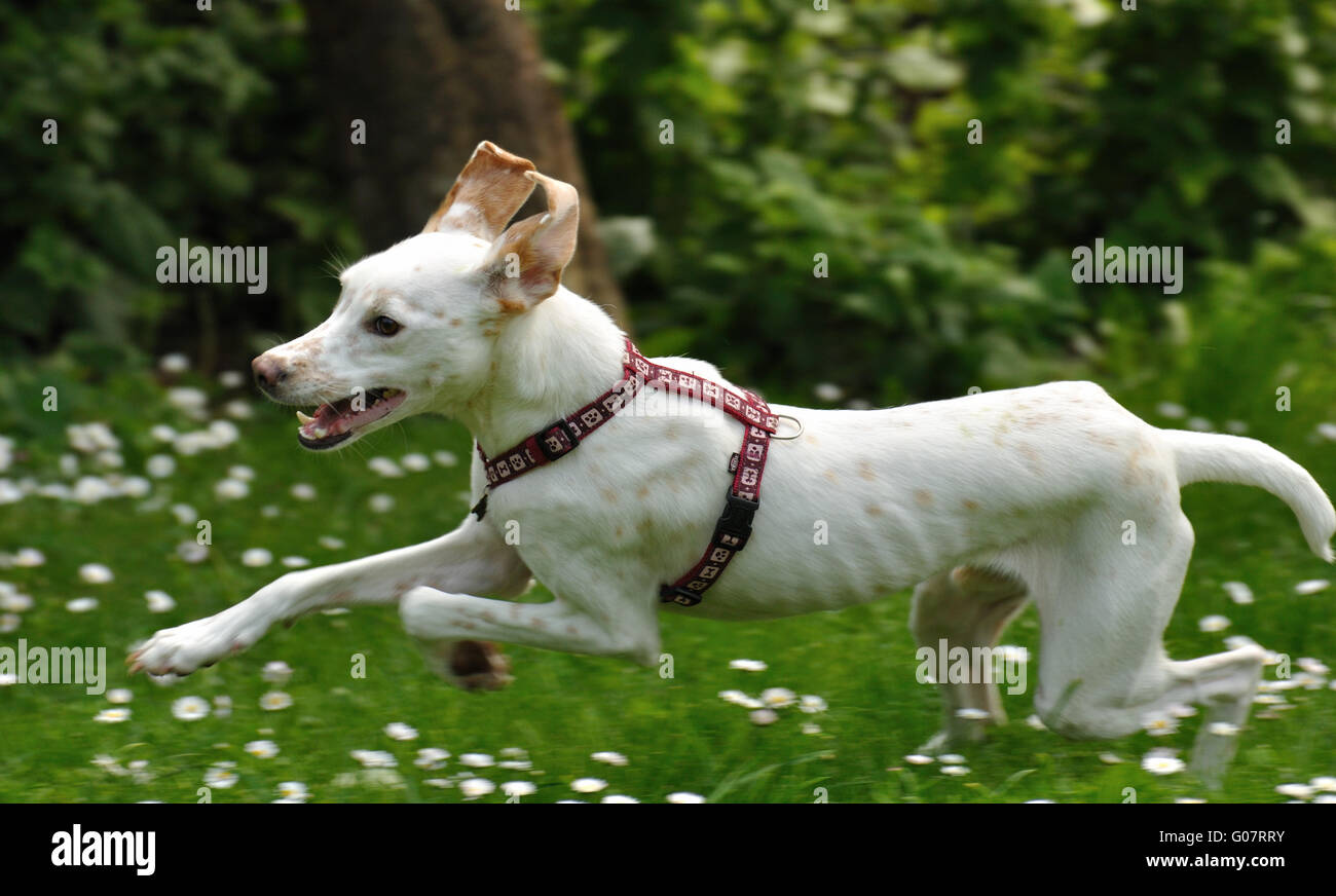 Windhund Mischling High Resolution Stock Photography and Images - Alamy