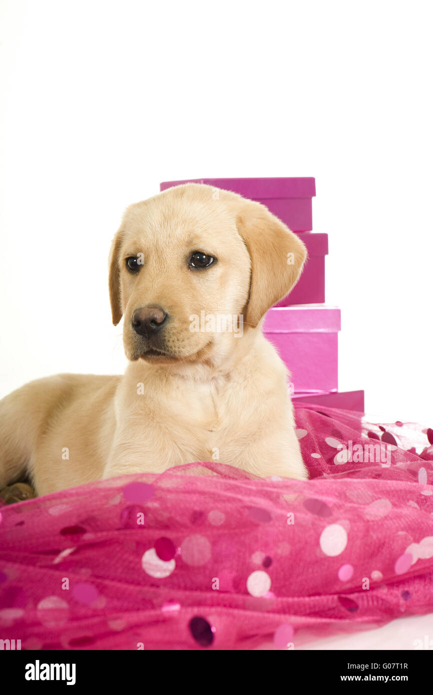 Labrador Retriever Puppy Stock Photo Alamy