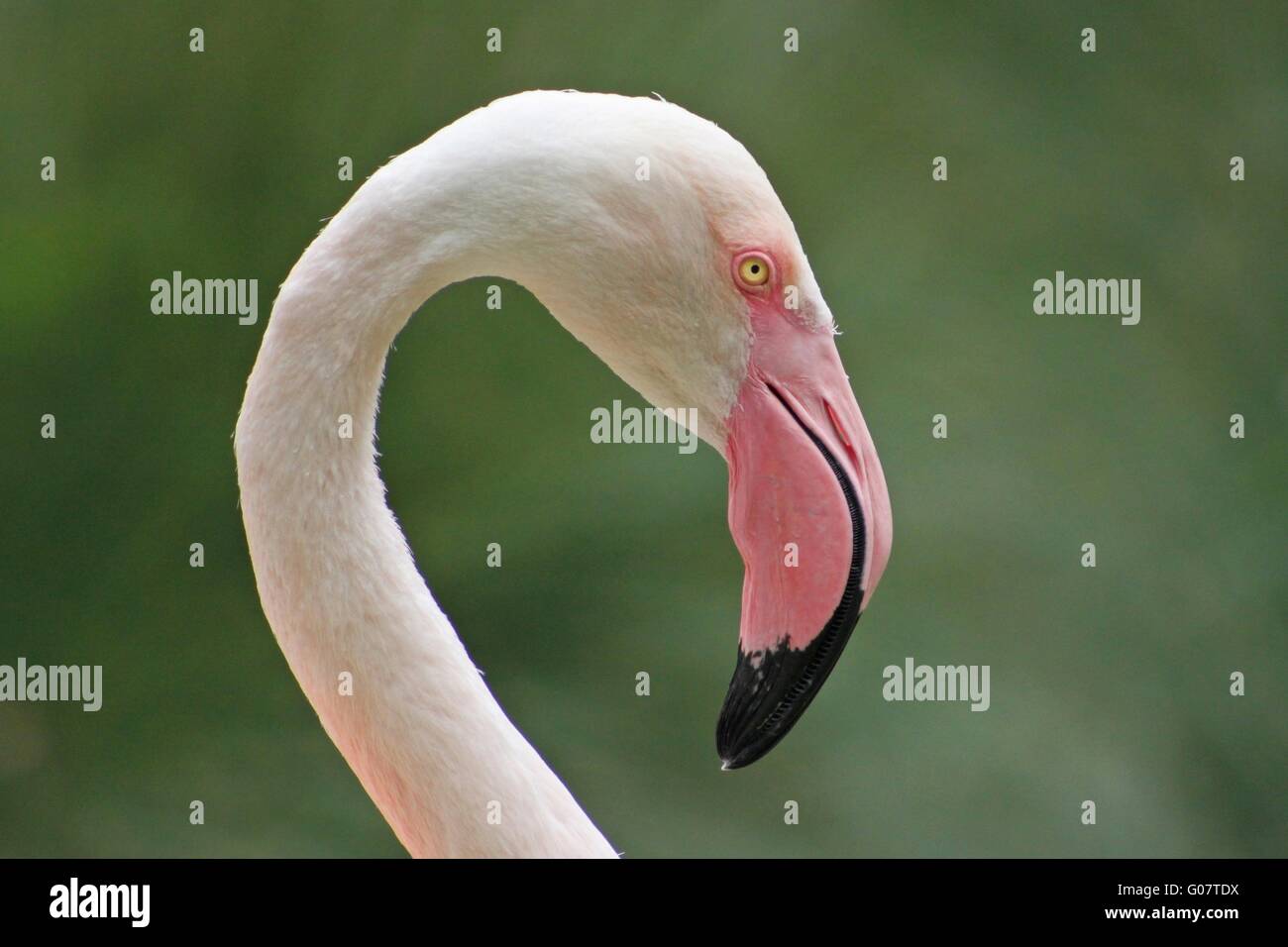 Greater Flamingo Stock Photo