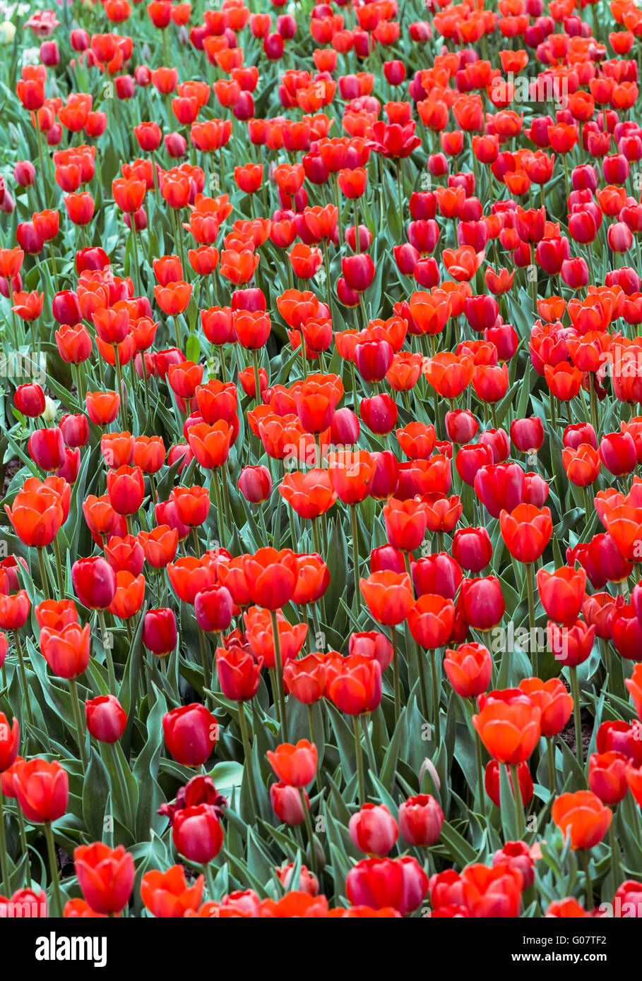 Tulips Garden Stock Photo
