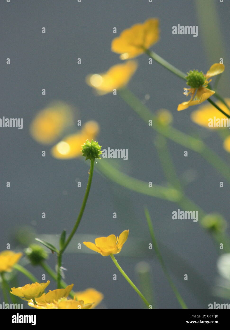Summer weed hi-res stock photography and images - Alamy