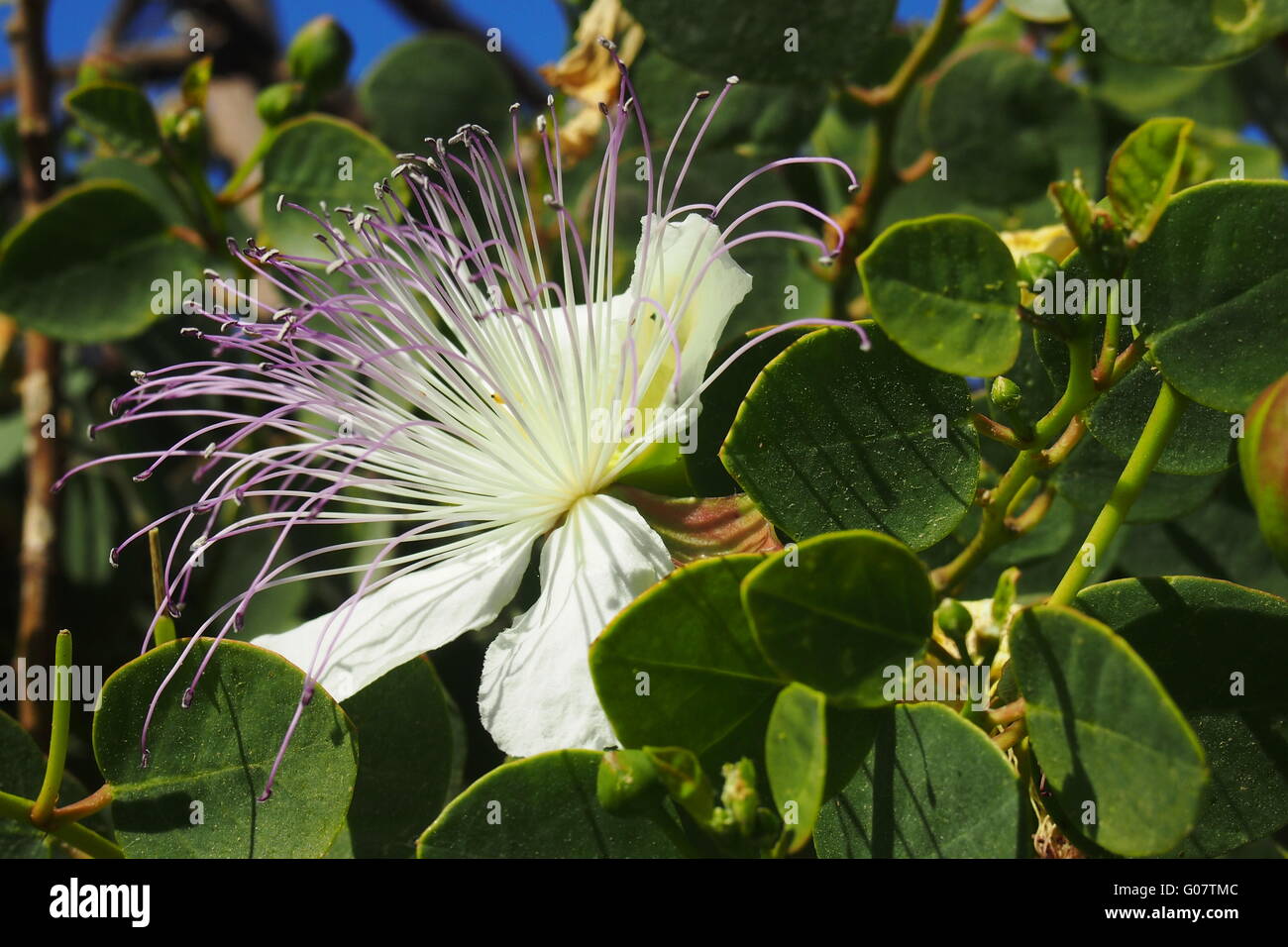 Caper Bush Malta Stock Photo Alamy