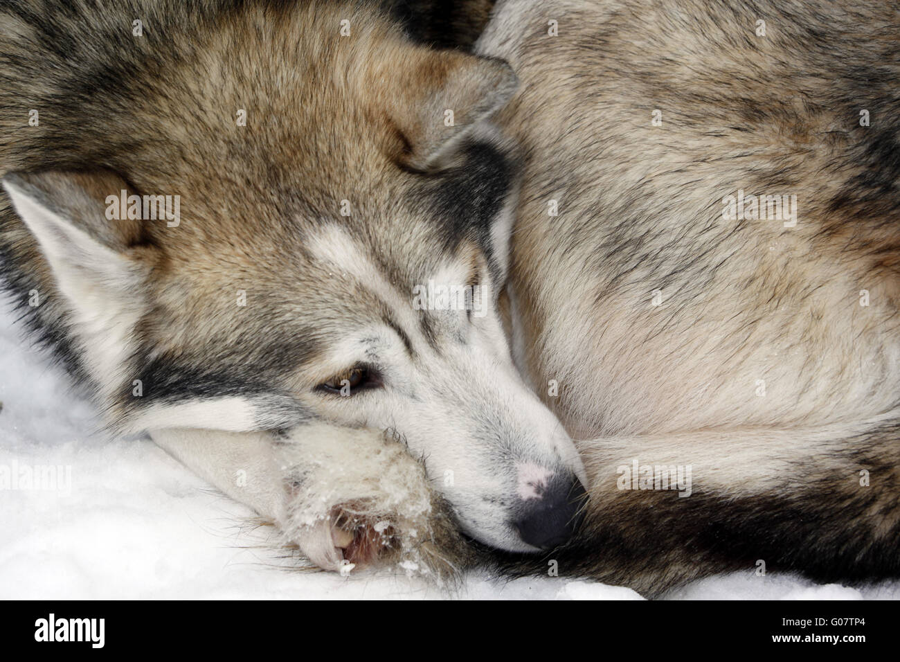 Sleeping siberian husky hi res stock photography and images Alamy