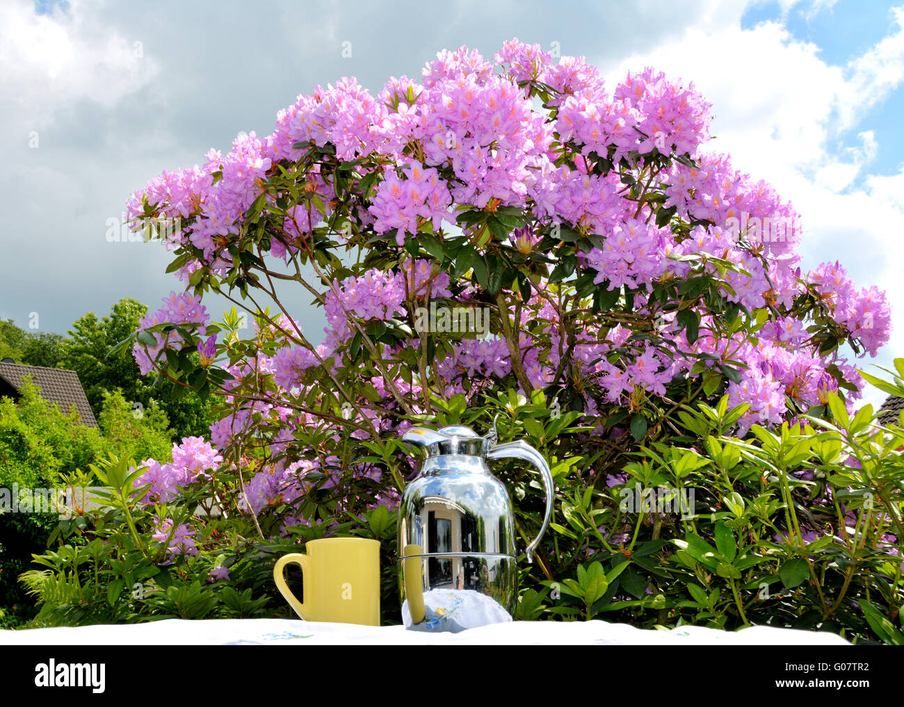 Coffee drinking among rhododendron Stock Photo Alamy