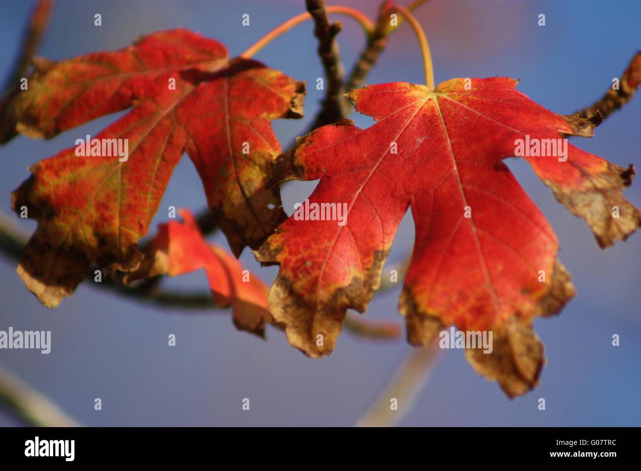 Kansas fall hi-res stock photography and images - Alamy