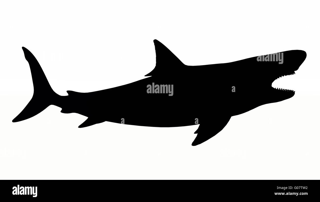 Silhouette of a White Shark Stock Photo - Alamy