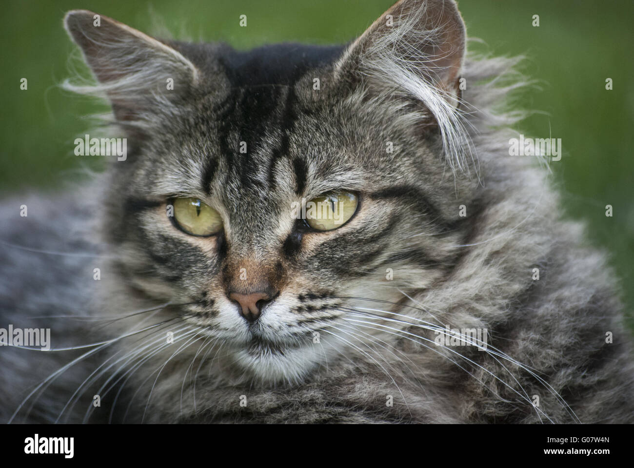 Closeup adorable white cat hi-res stock photography and images - Alamy