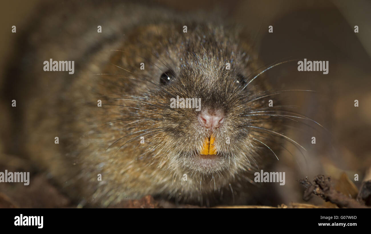 Root Vole Root Voles High Resolution Stock Photography and Images - Alamy