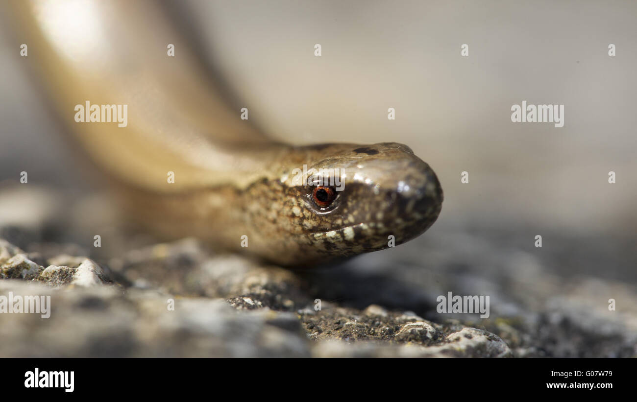Slow Worm Stock Photo