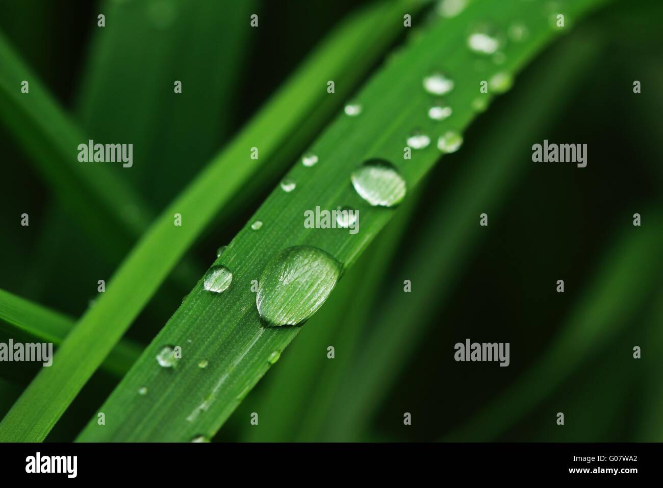 blade of grass Stock Photo Alamy