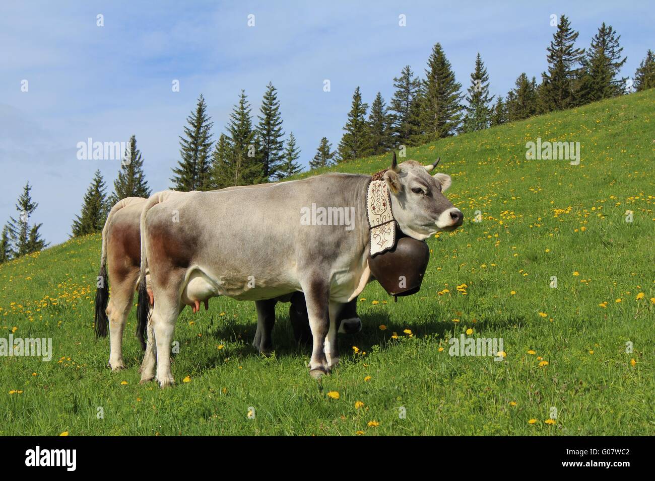 Swiss Cows Traditional Cowbells Stock Photo 711781867