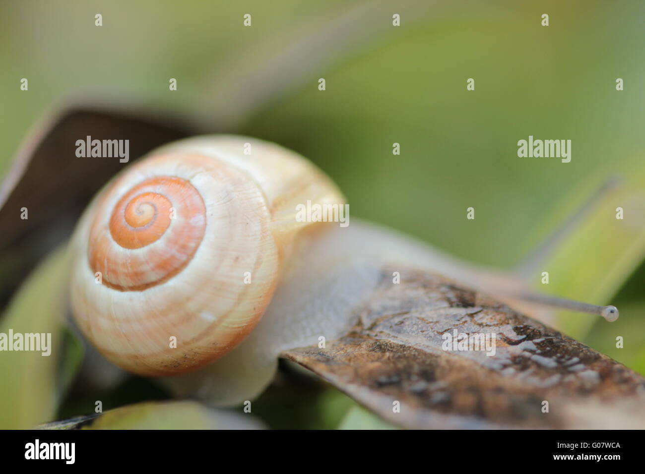 snail I Stock Photo