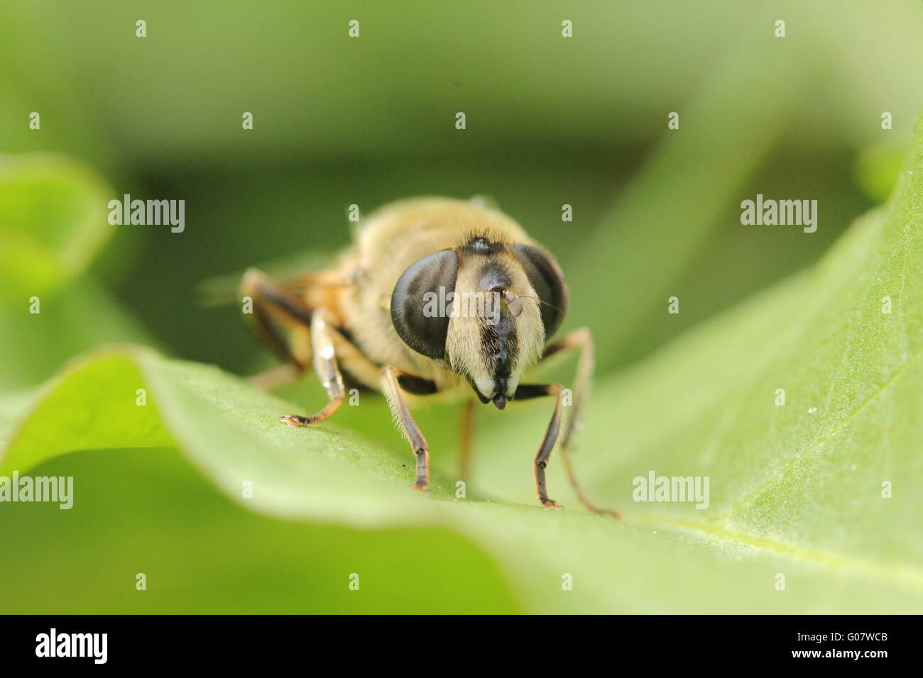 insect I Stock Photo