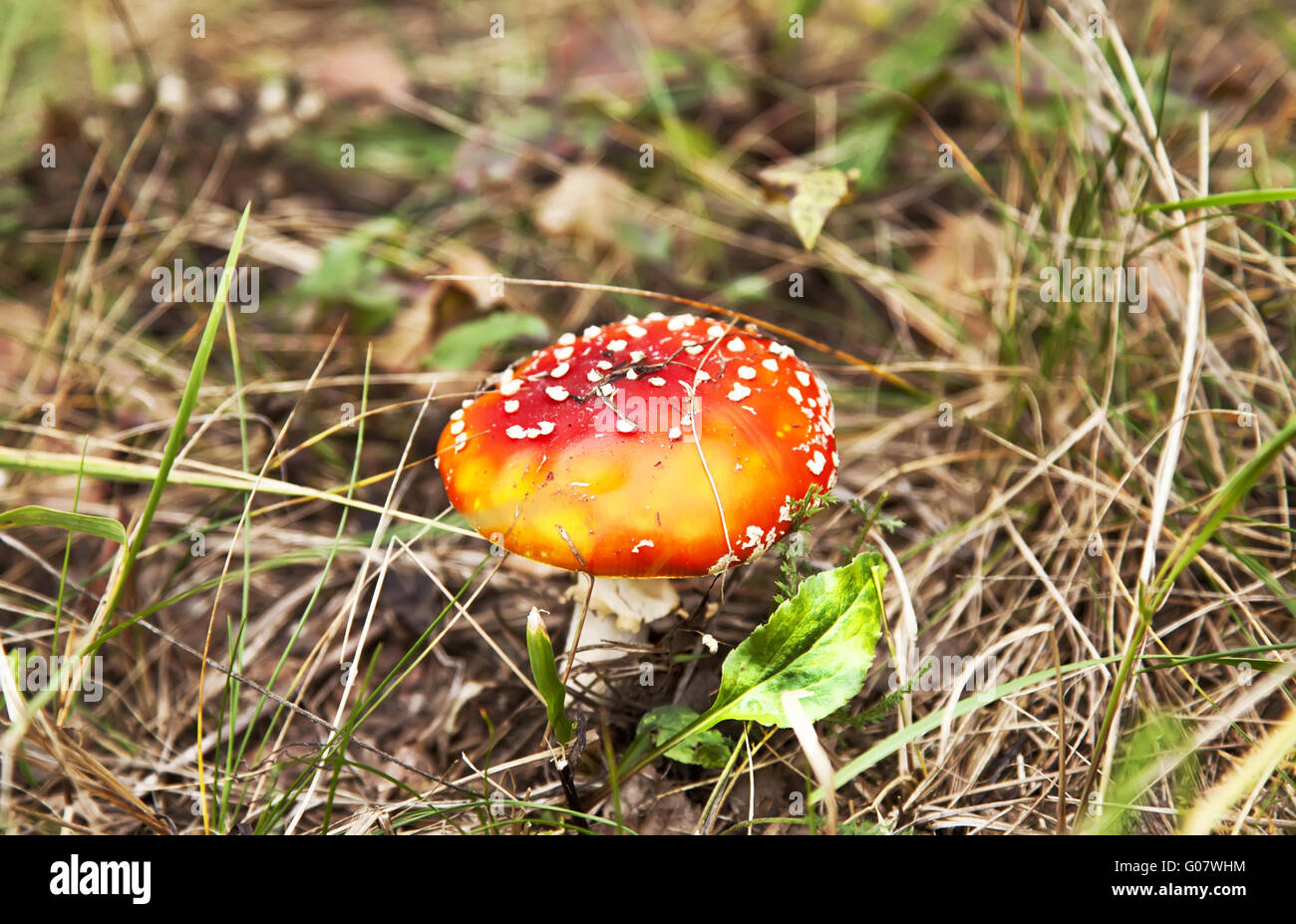 Little red fly-agaric mushroom in autumn forest Stock Photo