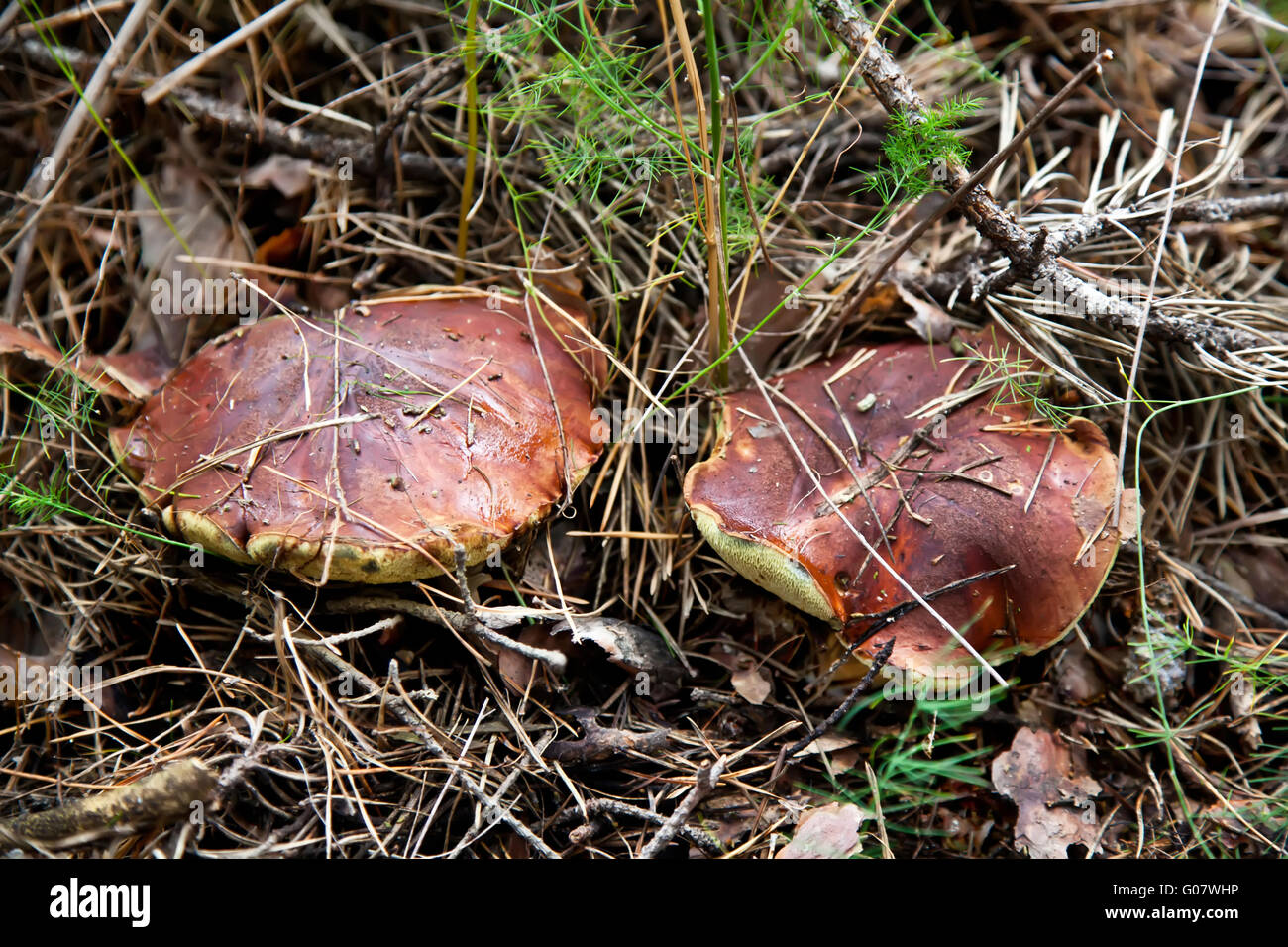 Pair of brown cap boletus mushroom in autumn forest Stock Photo
