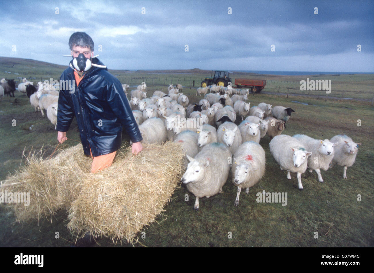 Braer Disaster Shetland 1993 farmer wears mask for protection from oil ...