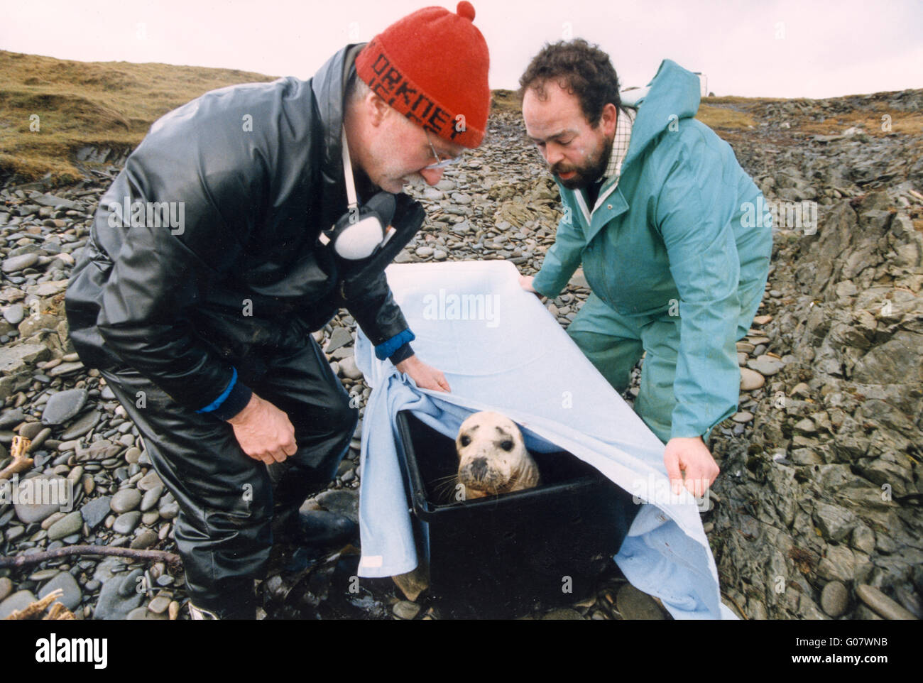 Braer Disaster Shetland 1993. Rescued seal Stock Photo Alamy