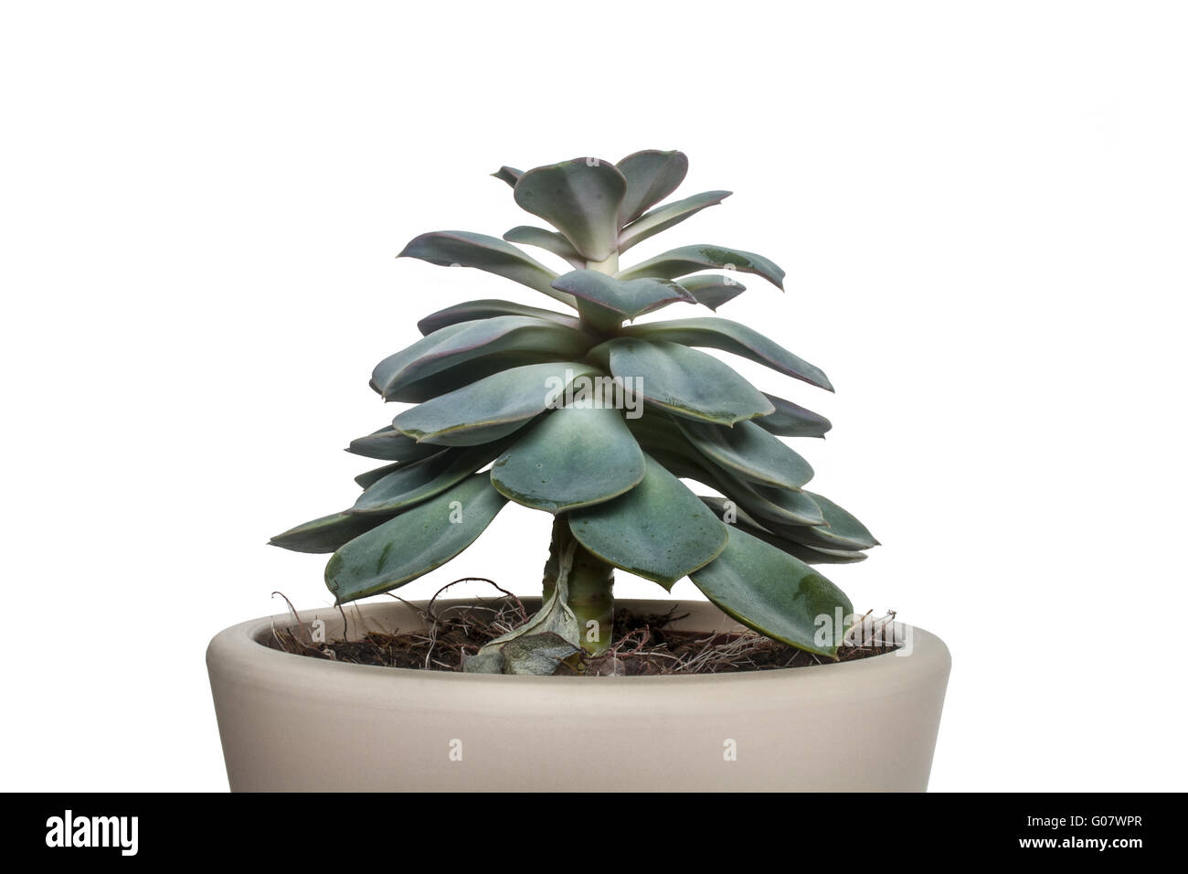 A plant in flower pot Stock Photo