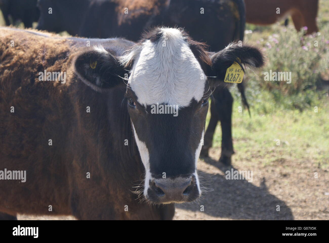 Hi Mad Cow Stock Photo