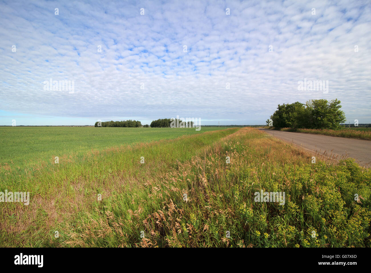Summer landscape with green field and the road Stock Photo - Alamy