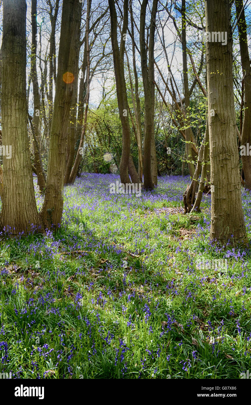 Bluebell Woods in Spring Stock Photo