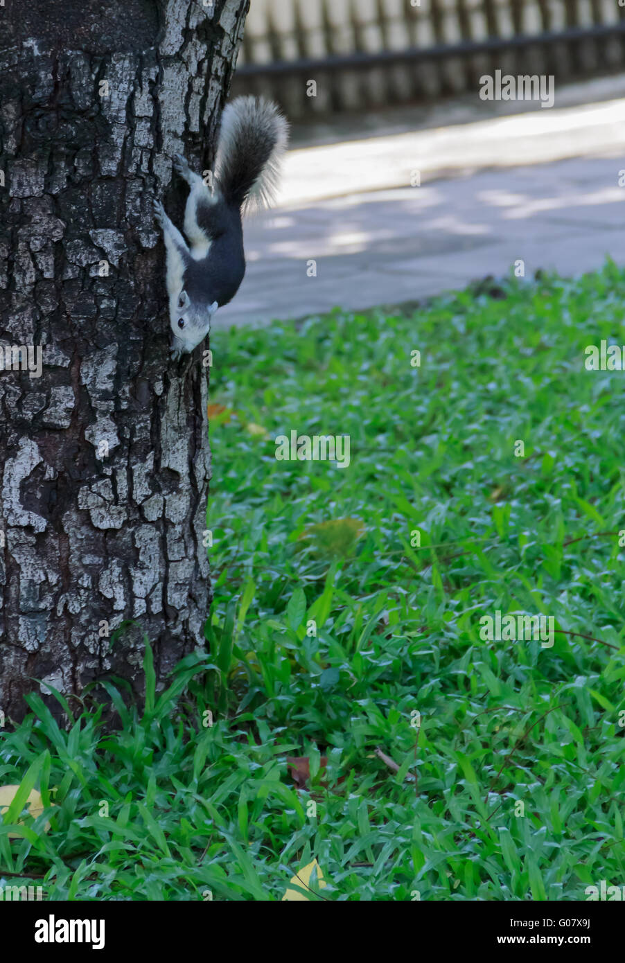 Squirrel Climbing Down from the Tree Stock Photo