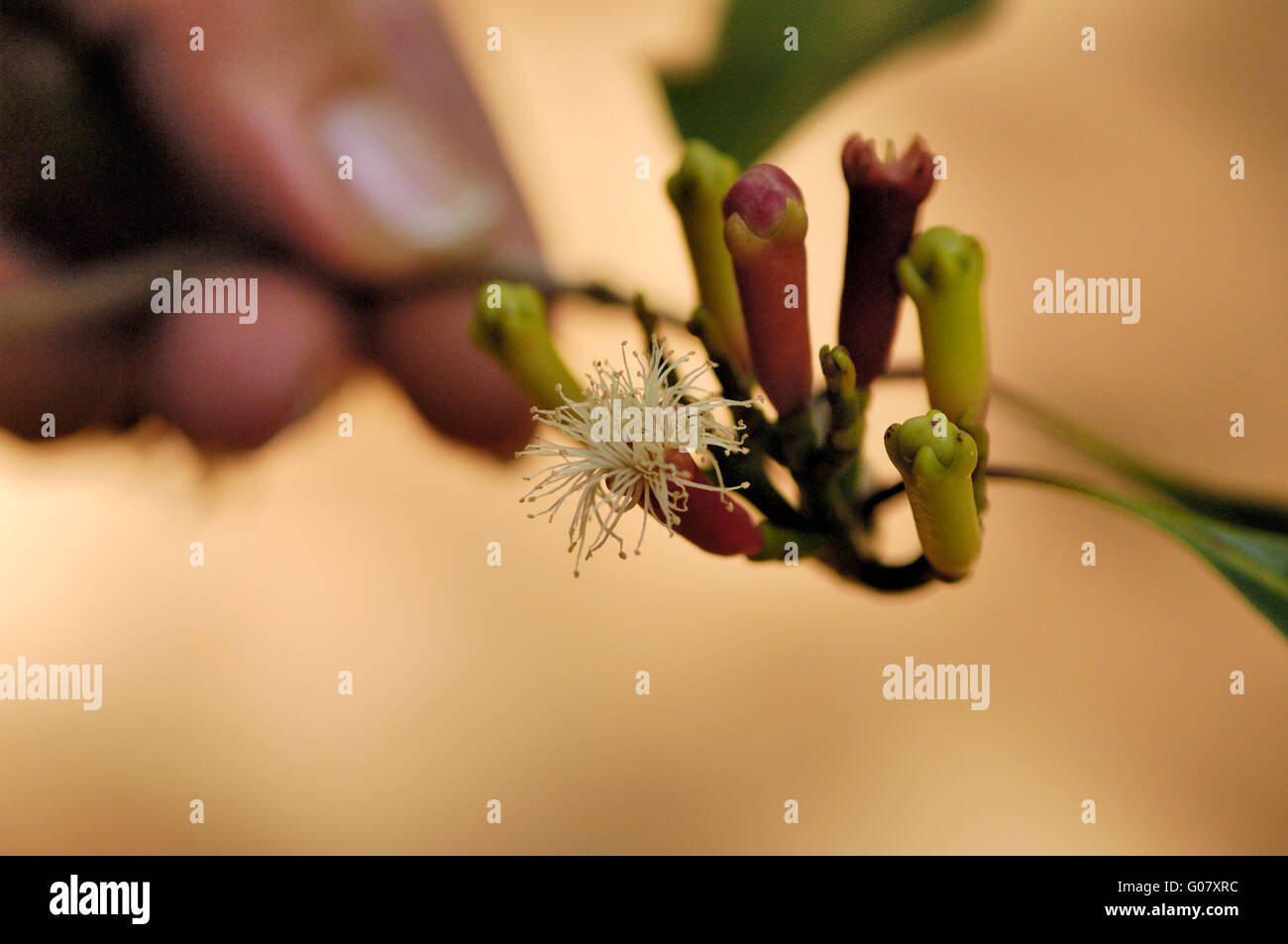 Clove flower and seed pods on Zanzibar spice tour Stock Photo