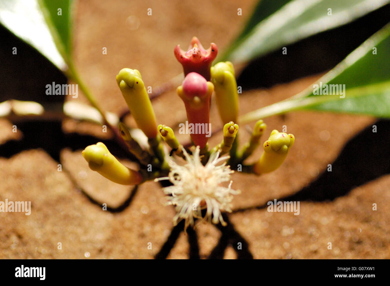 Clove flower and seed pods on Zanzibar spice tour Stock Photo