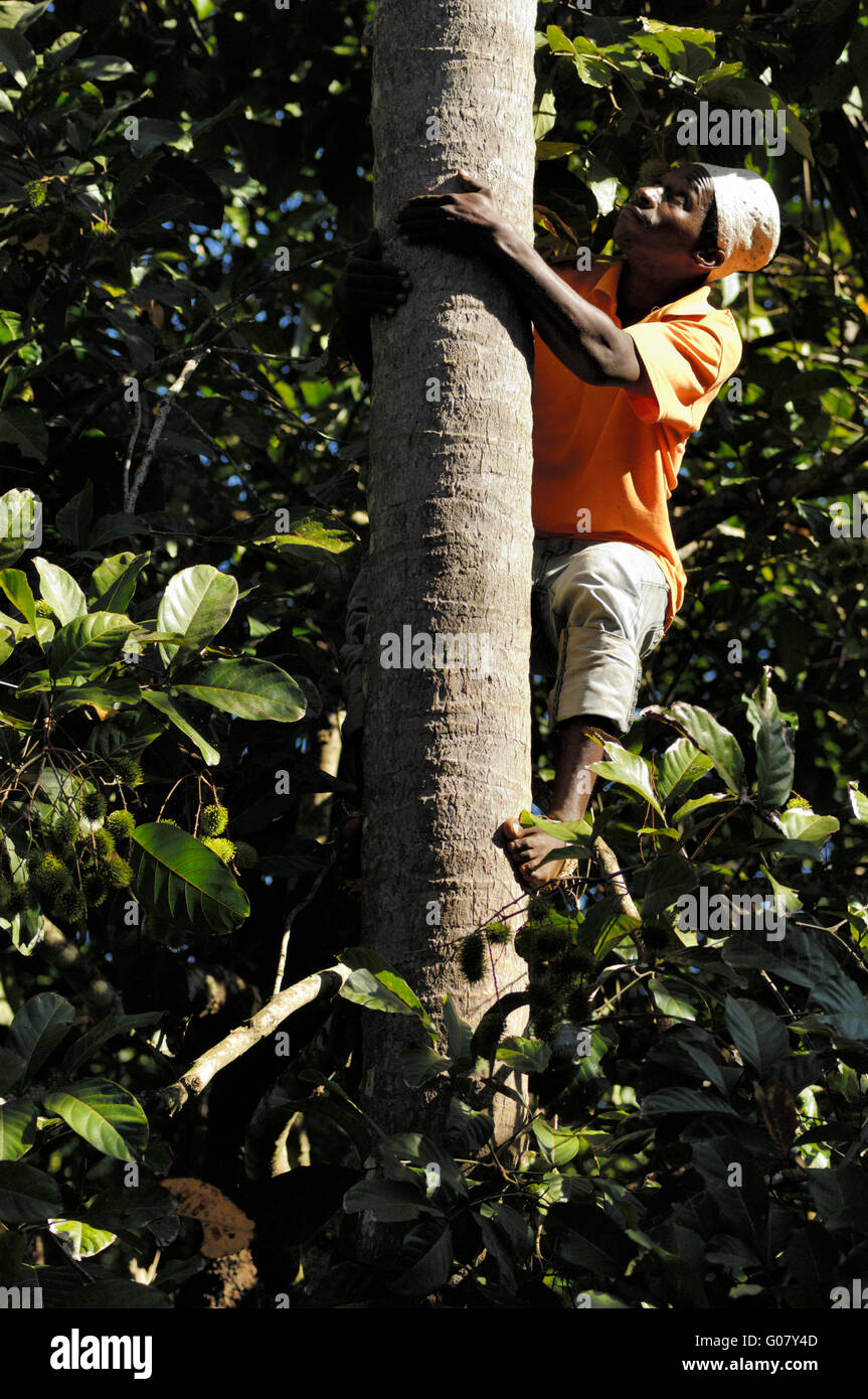 Climbing a coconut tree Stock Photo