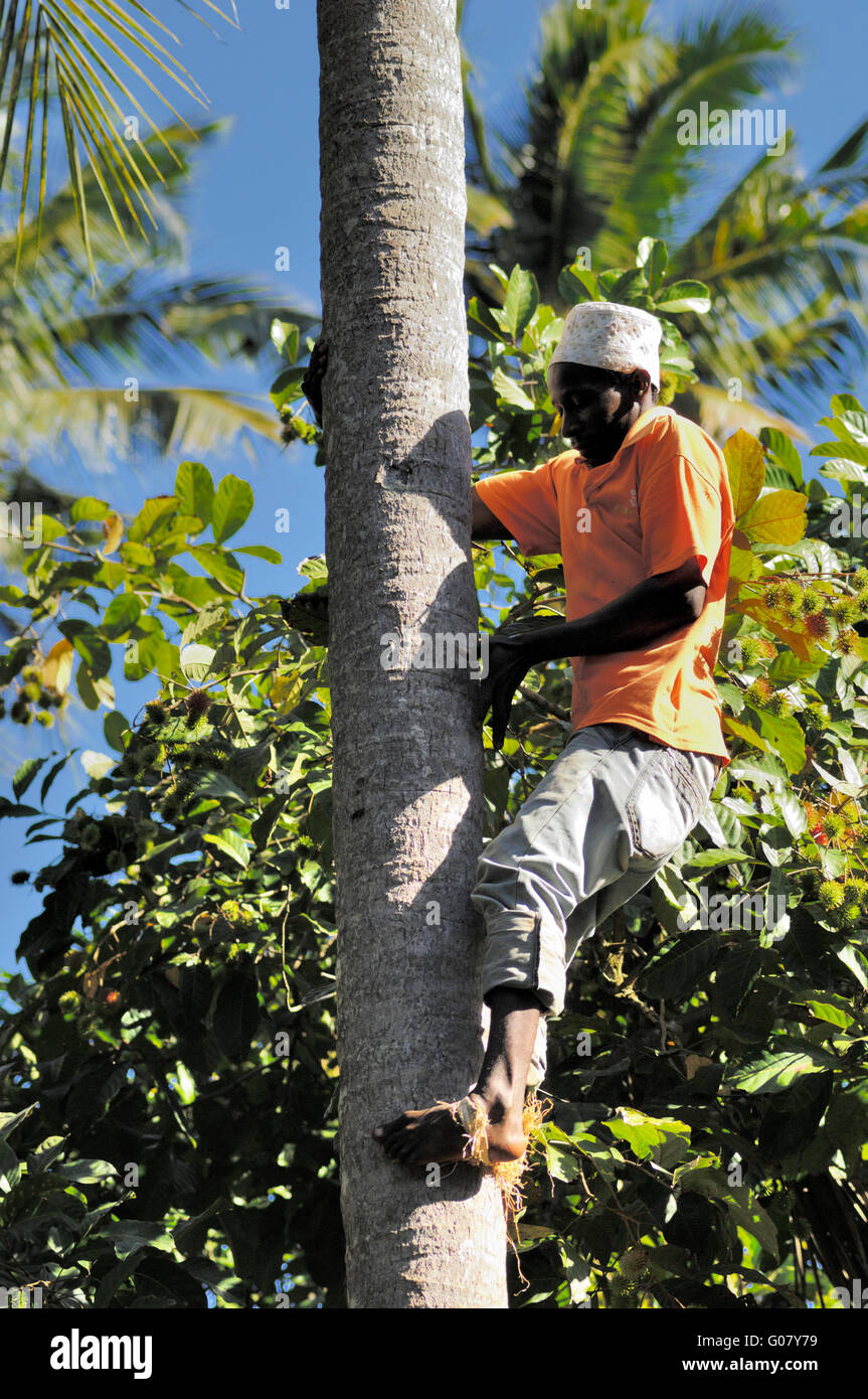 Climbing a coconut tree Stock Photo