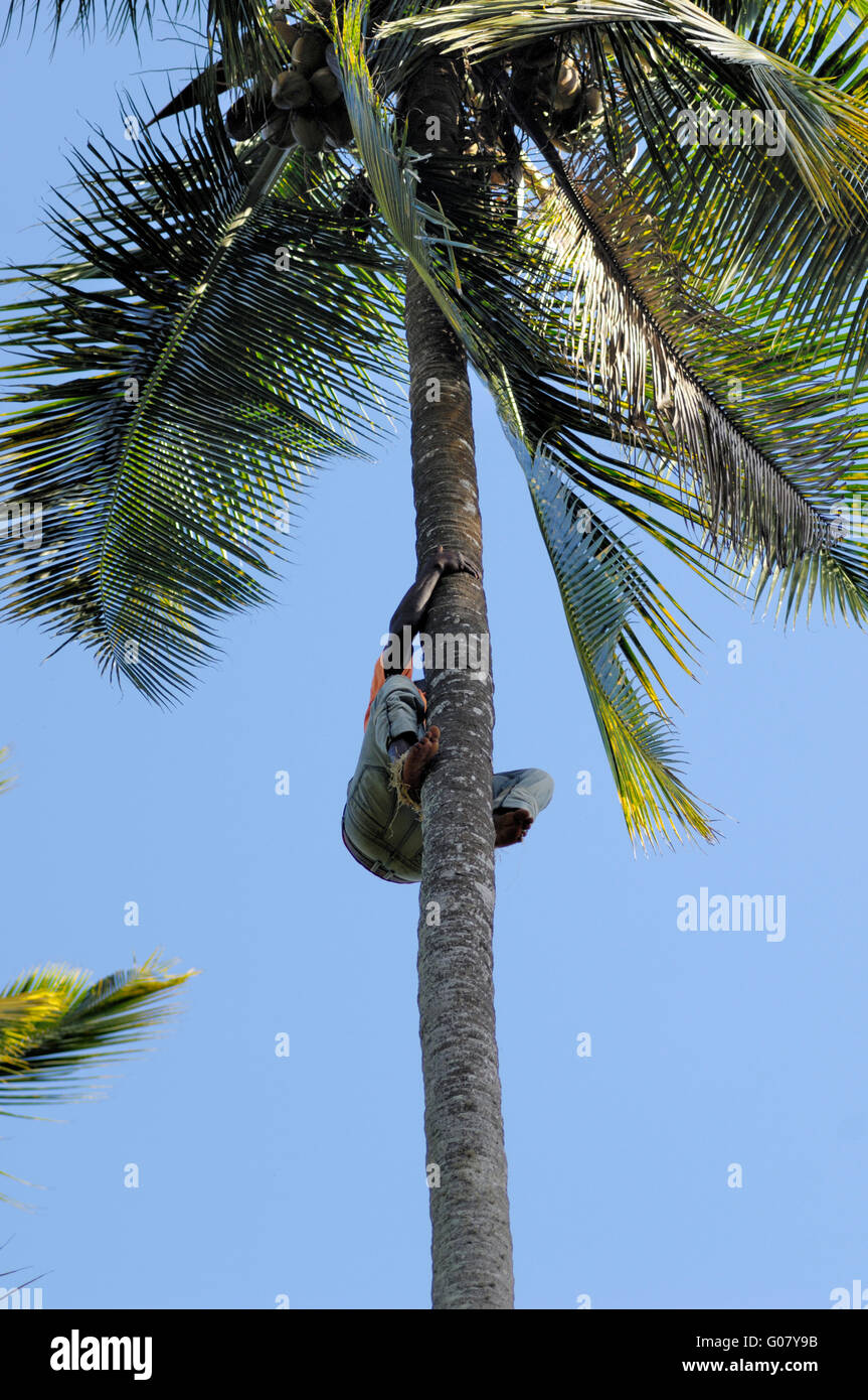 Climbing a coconut tree Stock Photo Alamy