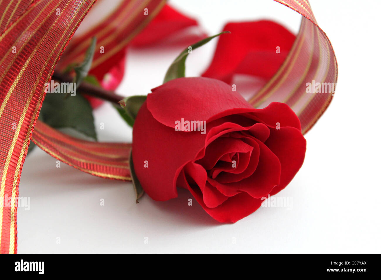 Beautiful red rose and red ribbon on white backgro Stock Photo - Alamy