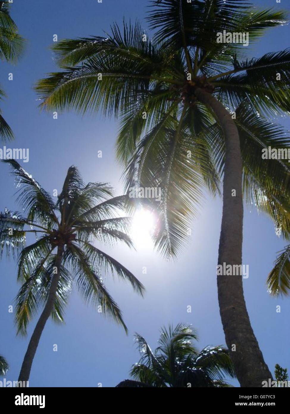 Sun and Palm Stock Photo Alamy
