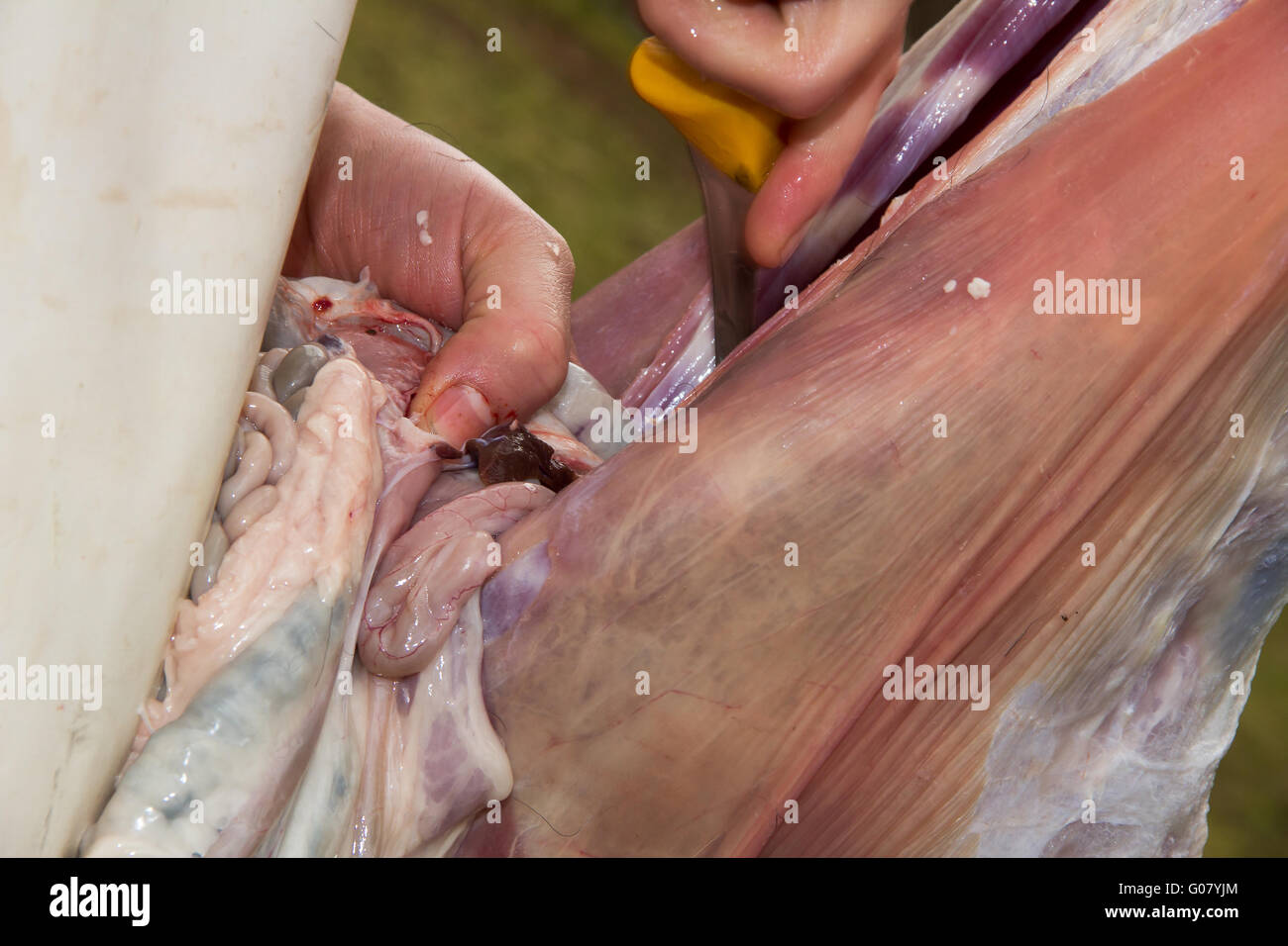 Marcel Cameroon sheep slaughtering 6 Stock Photo