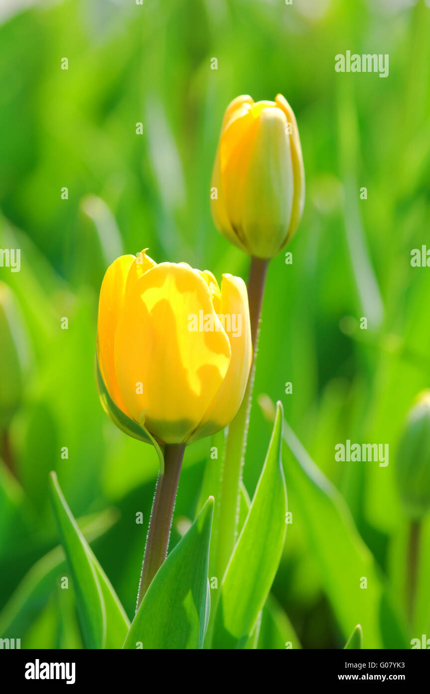 Close view of two yellow tulips with green background Stock Photo - Alamy