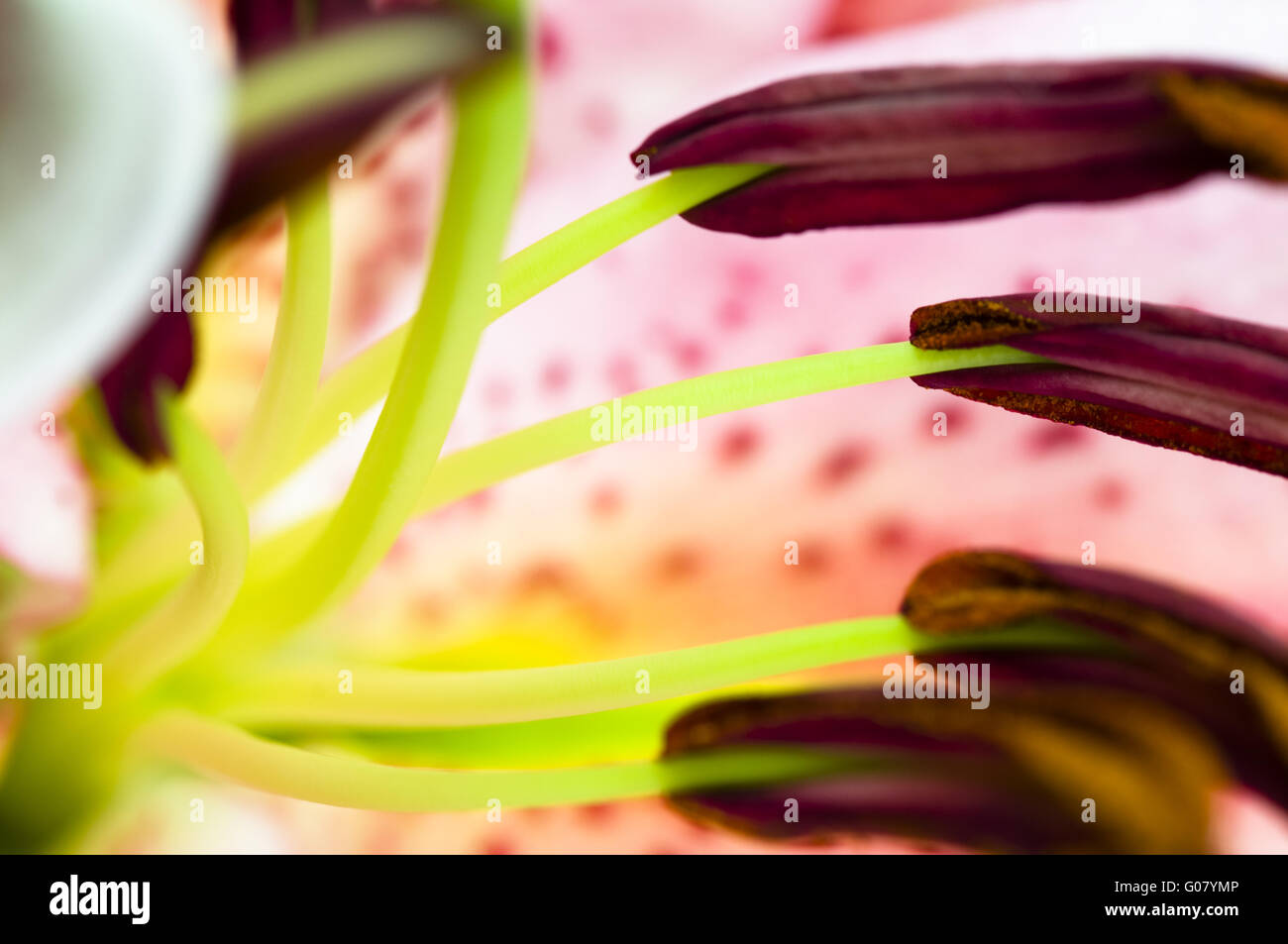 The details (close up shot) of gladiolus flower Stock Photo