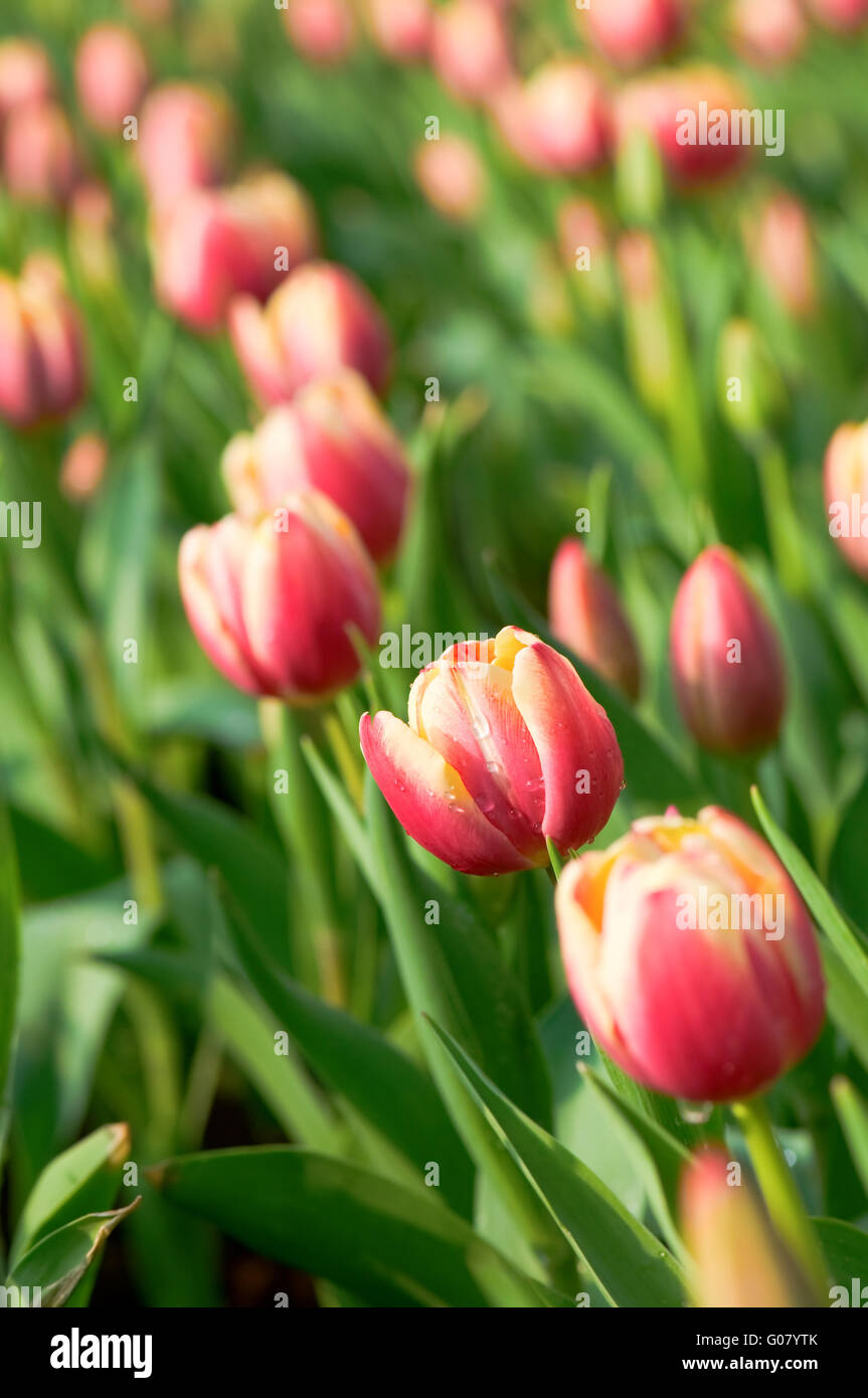 The view of multiple pink tulips flowers over leafs Stock Photo