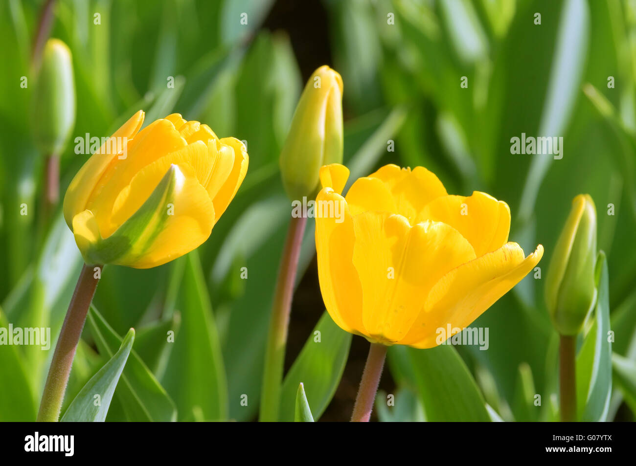 The close view of yellow tulips over green leafs Stock Photo