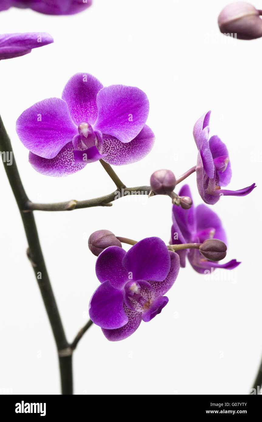 Pink orchid flower isolated on white background Stock Photo - Alamy